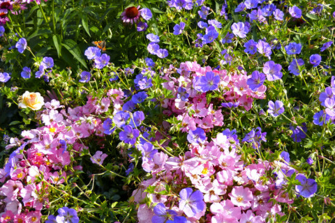 Pôdokryvná ruža ‚Fortuna‘ sa prepletá s pakostom ‚Rosanne‘. Tento pakost kvitne celú sezónu záplavou modrofialových kvetov. V pozadí vidíme vďačnú echinaceu (Echinacea) a v diaľke modrú liatru