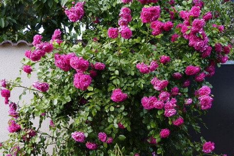 Plnokvětá růže Laguna je atraktivní díky zajímavé barvě květů, vůni a výborné odolnosti. Je to jedna z nejlepších odrůd vhodných pro popnutí oblouků, loubí a romantických altánů